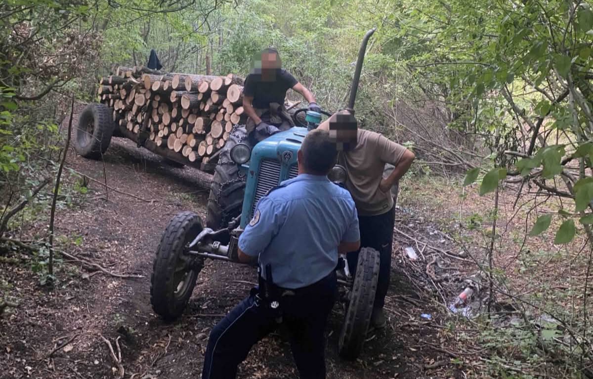 Policia arreston në flagrancë dy persona duke vjedhur dru