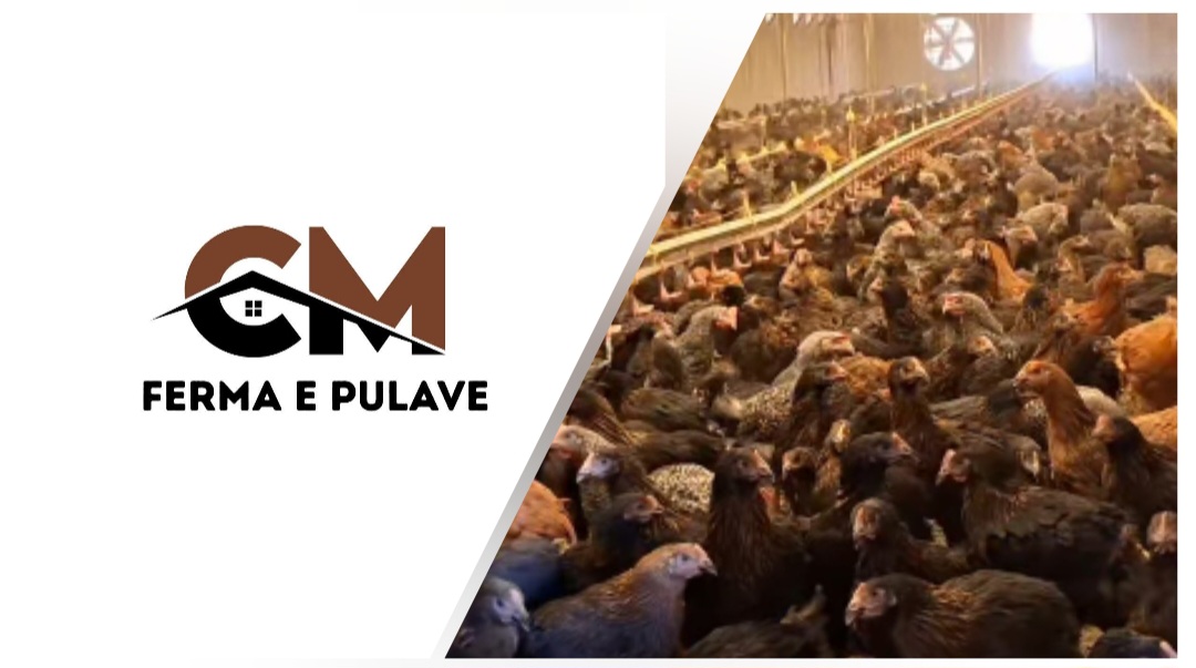 Ferma e pulave C M në Arllat nis shitjen e zogëzave të reja